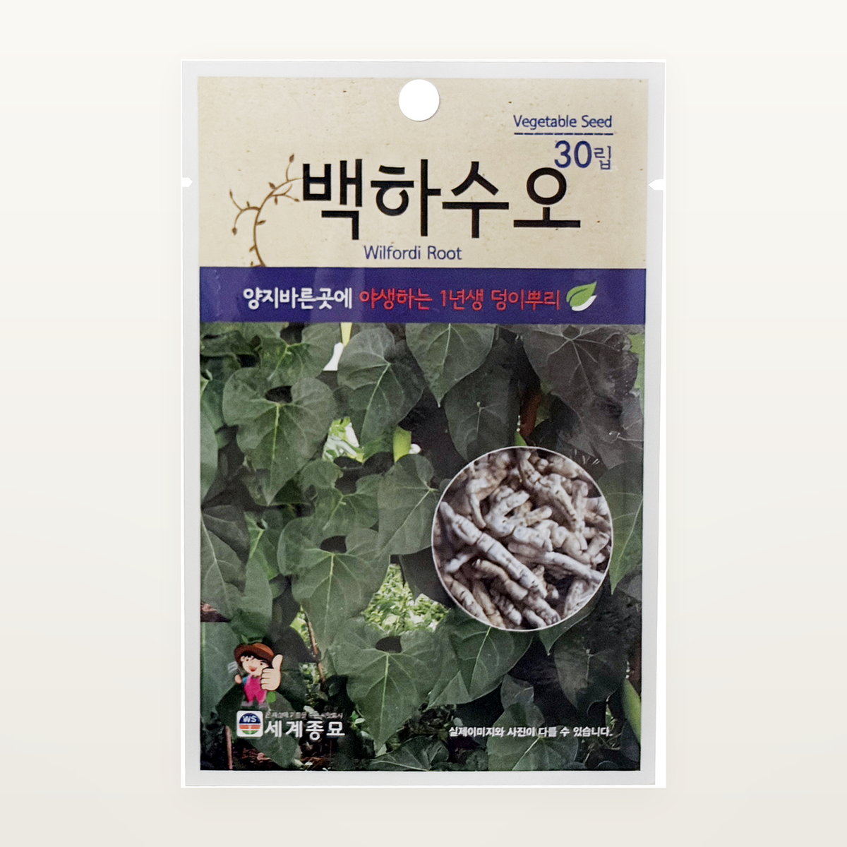 백하수오 씨앗 Wilford root