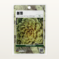 봄동 씨앗 Chinese Spring Cabbage