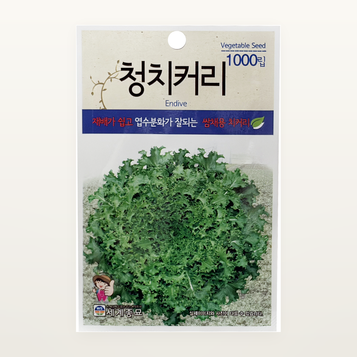청치커리 씨앗 Envide