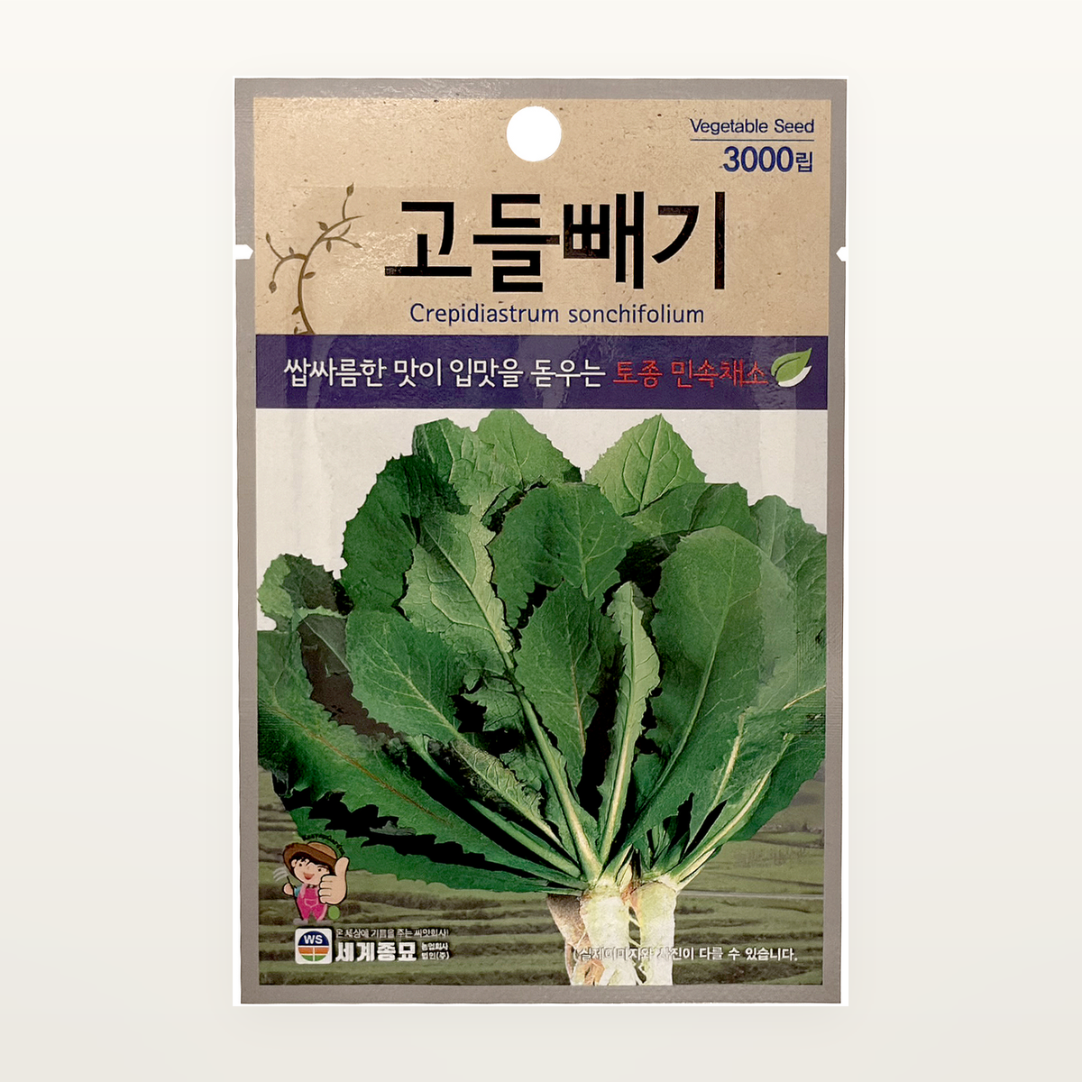 고들빼기 씨앗 Crepidiastrum sonchifolium