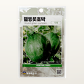 웰빙풋호박 씨앗 Round green pumpkin